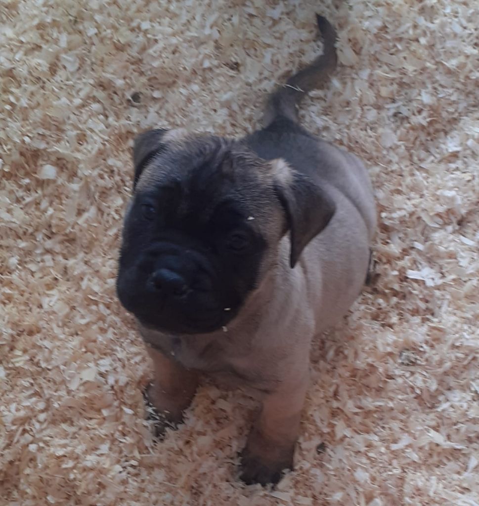 Du Temple Des Maouno - Chiots disponibles - Bullmastiff