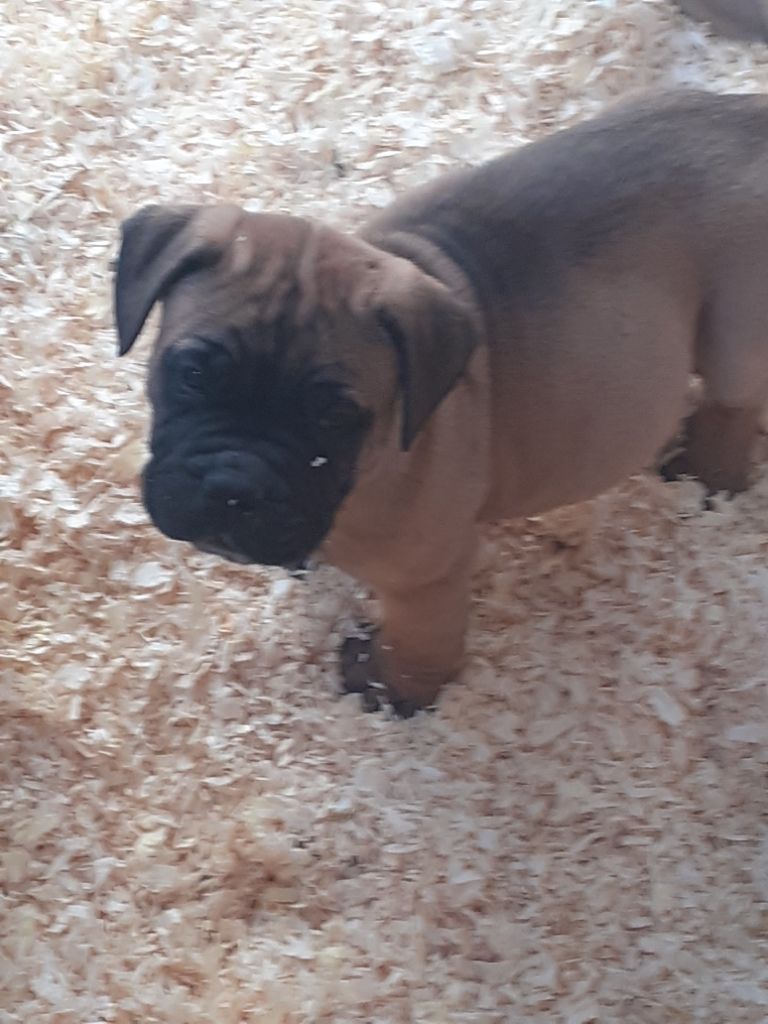 Du Temple Des Maouno - Chiots disponibles - Bullmastiff